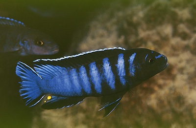 Chindongo bellicosus 'Mumbo Island'